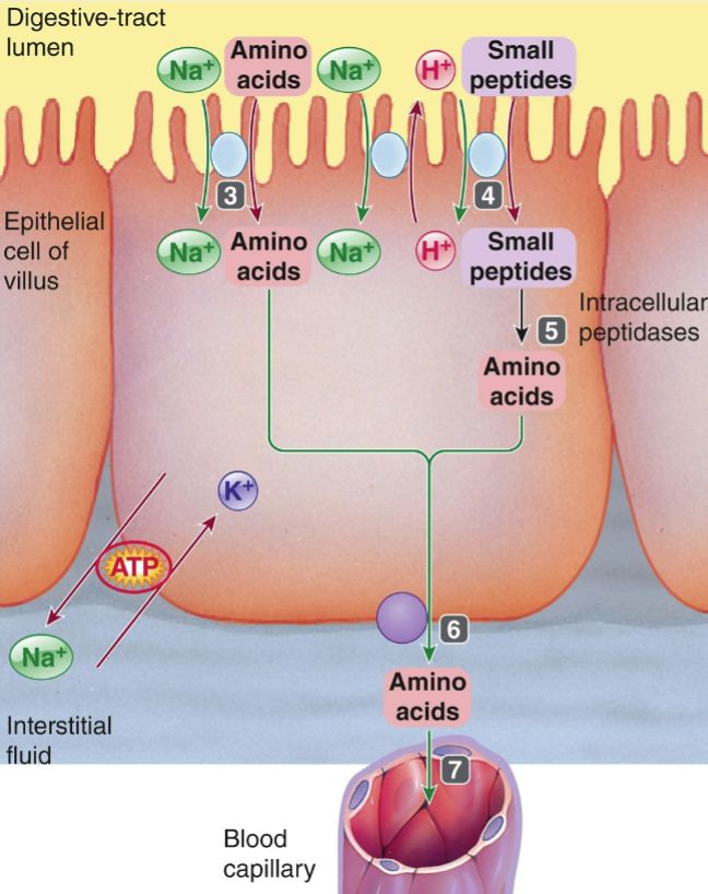 <p><mark data-color="yellow" style="background-color: yellow; color: inherit">amino acids are absorbed by secondary active transport</mark> similar to glucose transport</p><ul><li><p>peptides &amp; amino acids cotransported w/ Na<sup>+</sup> &amp; H<sup>+</sup></p></li><li><p>facilitated by Na<sup>+</sup>/K<sup>+</sup>ATPase &amp; Na<sup>+</sup>/H<sup>+</sup>ATPase</p></li></ul><p></p>
