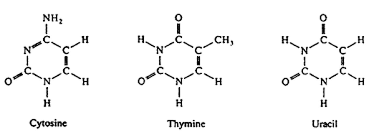 <p>single-ring nitrogenous base; thymine, cytosine and uracil in RNA</p>