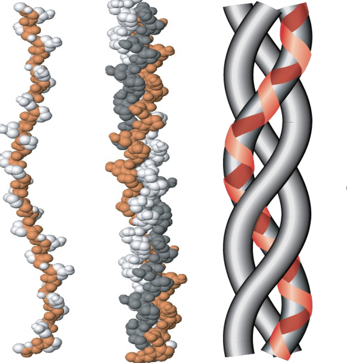 <ol><li><p><span>most abundent animal protein </span></p></li><li><p><span>fibrous</span></p></li><li><p><span>insoluble in the aqueous solution</span></p></li><li><p><span>triple helix</span></p></li><li><p><span>12+ varieties </span></p></li><li><p><span>every 3rd amino acid is glycine (gly-pro-met-gly)</span></p></li><li><p><span>proline and hydroxyproline </span></p></li><li><p><span>resists stretching</span></p></li><li><p><span>disease states </span></p></li></ol><p></p>