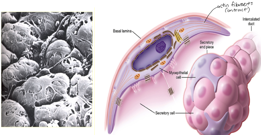 <ul><li><p>at base of acinar cells </p></li><li><p>between acinar cells and their basal lamina </p></li><li><p>have actin filaments that contract</p></li></ul>