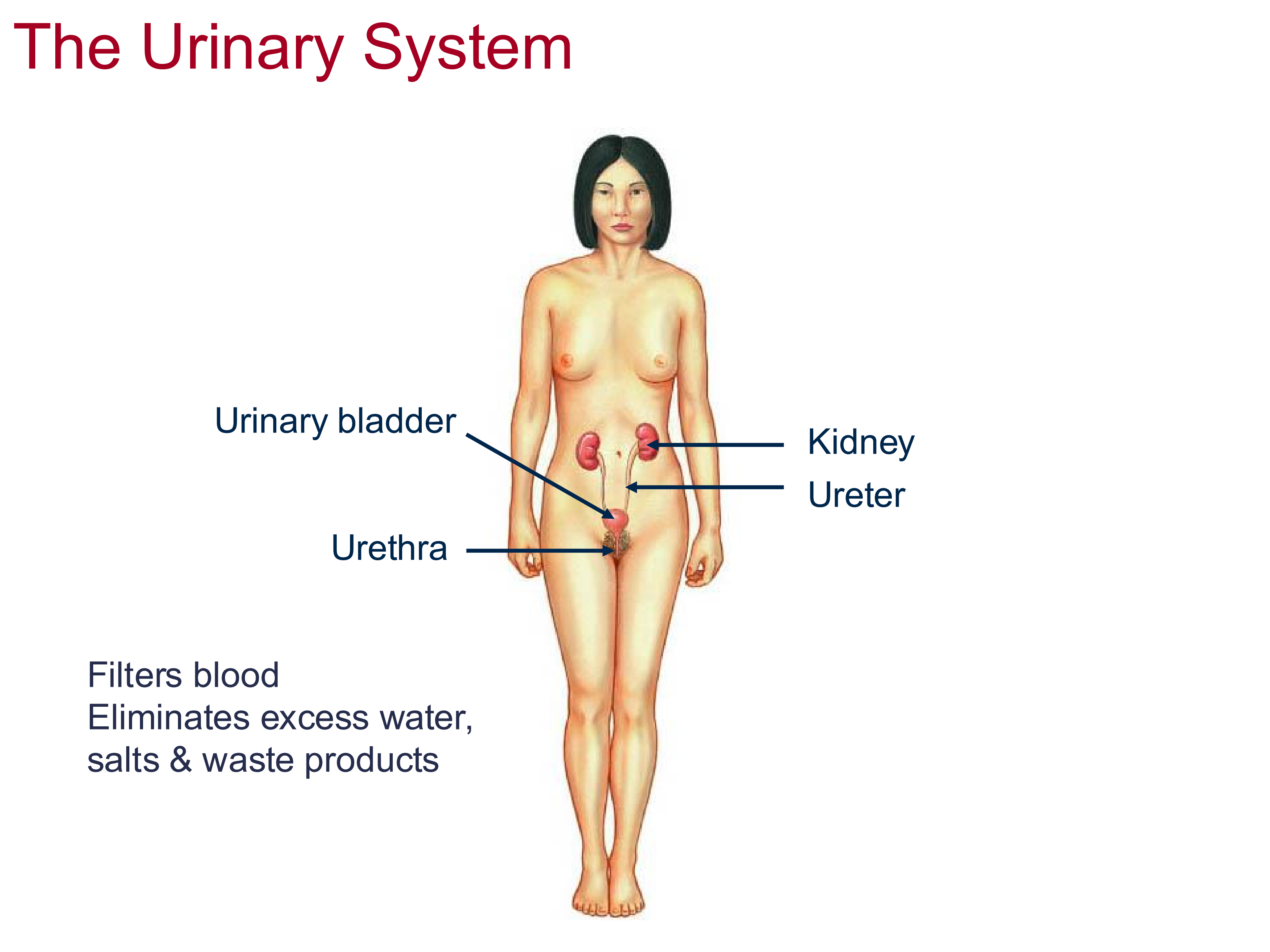 <ul><li><p>Kidneys: filter blood</p></li><li><p>Ureter: A tube that connects the kidneys to bladder</p></li><li><p>Bladder: storage unit of urine</p></li><li><p>Urethra: tube that connects the bladder to the external environment to release waste</p></li></ul><p></p>