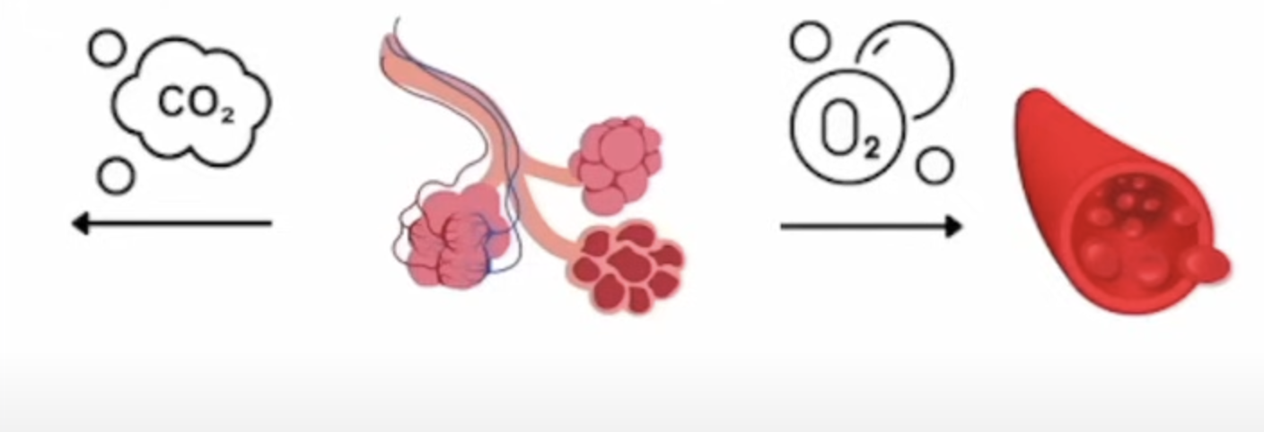 <p>What is the function of the respiratory system?</p>
