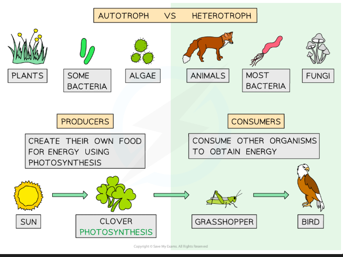 <p>food obtained by organisms to provide <strong>Energy</strong>.</p>