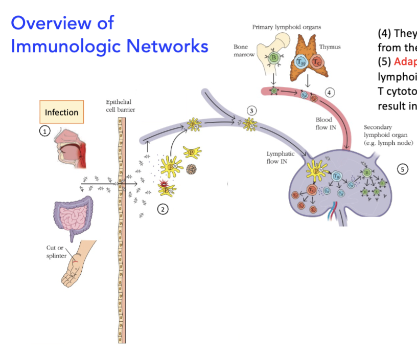 <p><strong>overview of immunologic networks</strong></p><ol start="4"><li><p>they intersect with lymphocytes entering from the blood</p></li><li><p>______ is initiated in secondary lymphoid tissues, where T helper cells (blue), T cytotoxic cells (red), and B cells (green), which result in proliferation and differentiation</p></li></ol><p></p>