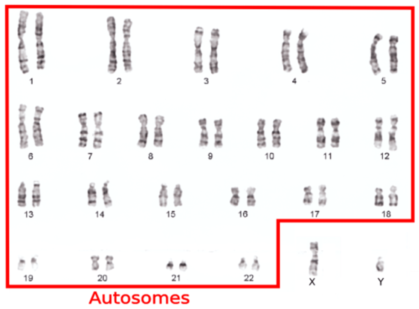 <p>Any chromosome that is not a sex chromosome</p>