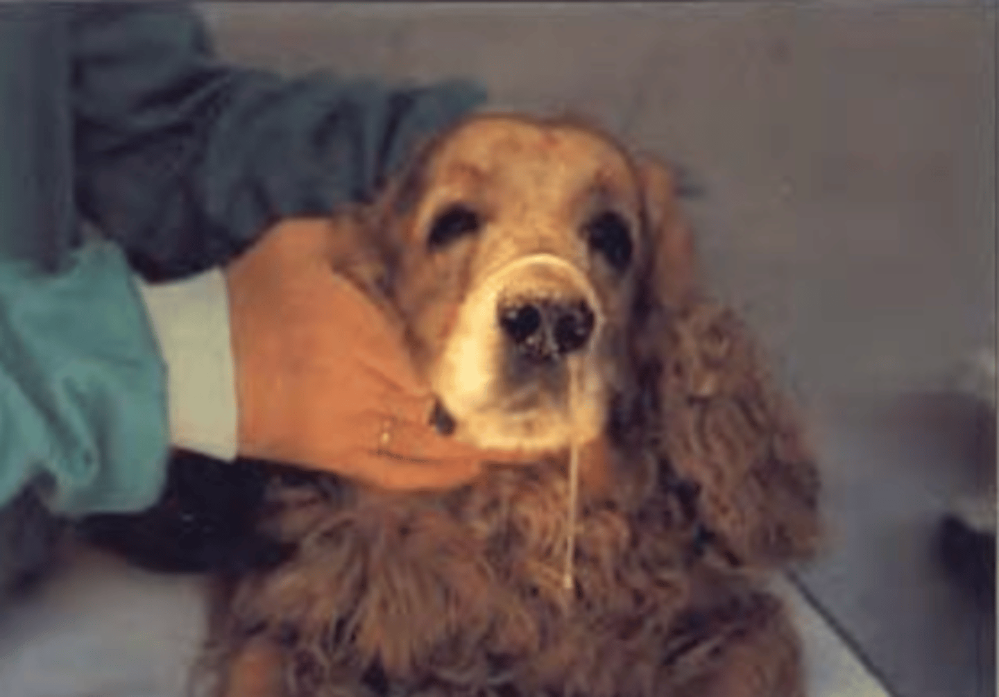 <p>infection by Cryptococcus neoformans. what sample would we appropriate?</p>