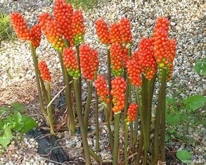 <p>árón plamatý</p><p></p><p>Araceae</p>