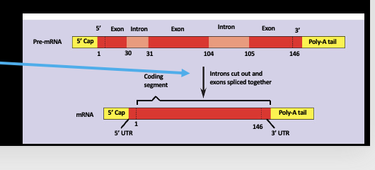 <p>only coding sequences are translated (exons) and cuts out introns (coding sequences) and link together exons </p>