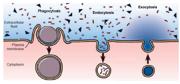 <p>endocytosis (including phagocytosis)</p><p>exocytosis</p>