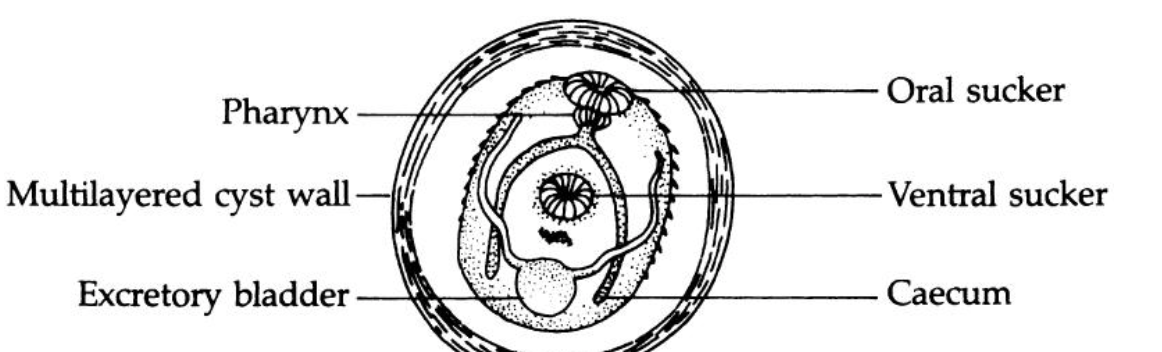 <ol><li><p>transmission stage</p></li><li><p>multilayered cyst wall</p><ol><li><p>species that encyst on vegetation: thick and complex</p></li><li><p>species that encyst on 2nd IH: thin and simple</p></li></ol></li><li><p>inside DH</p><ol><li><p>responds to complex stimuli</p></li><li><p>excysts</p></li><li><p>develops into adult worm</p></li></ol></li></ol>