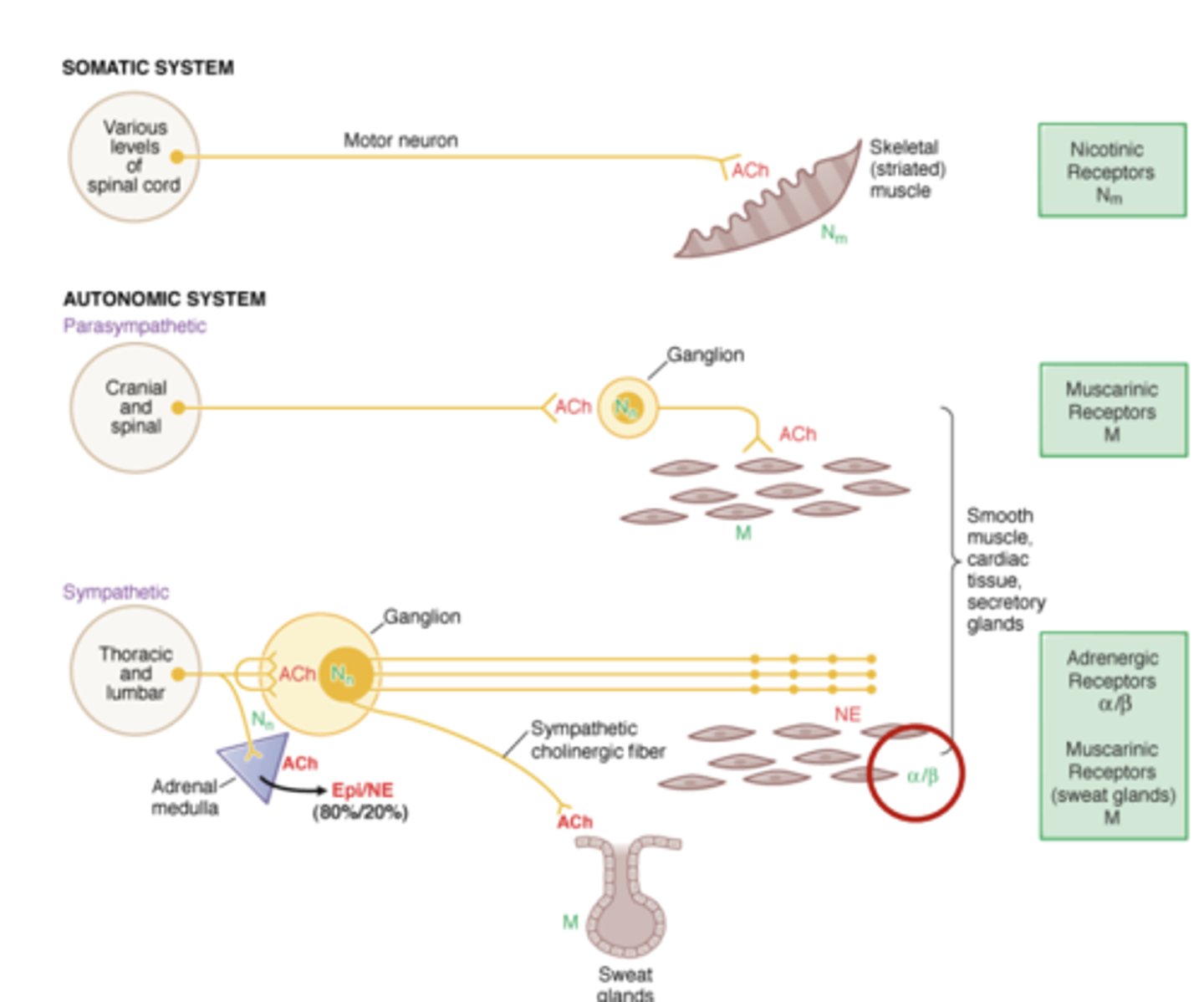<p>Alpha and beta adrenergic receptors (α/β) are found on smooth muscle tissue</p><p>- allows for sympathetic system regulation of smooth muscle organs with NE</p>