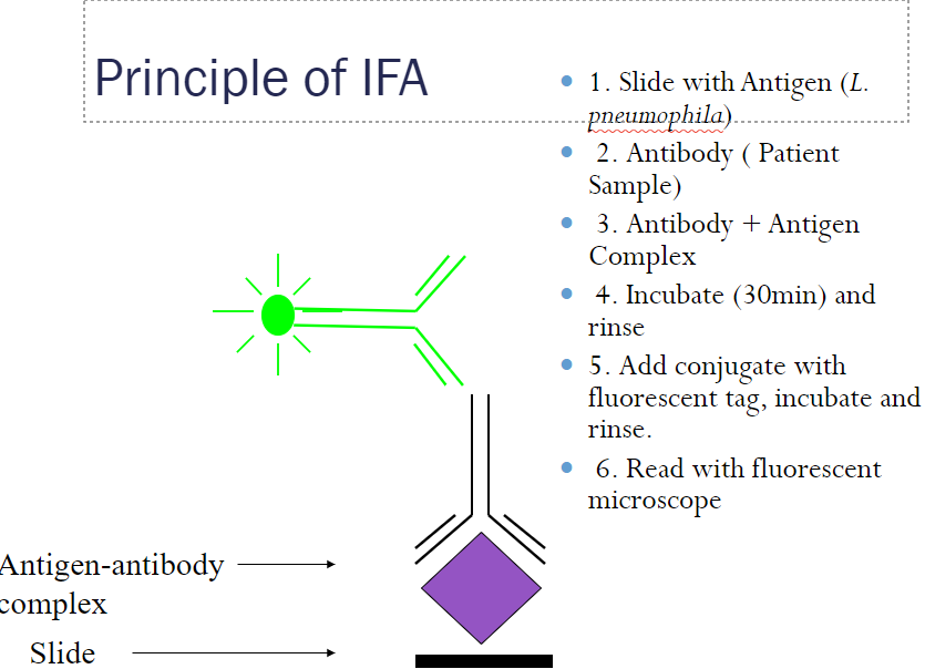 <p>Legionella: serology IFA</p>