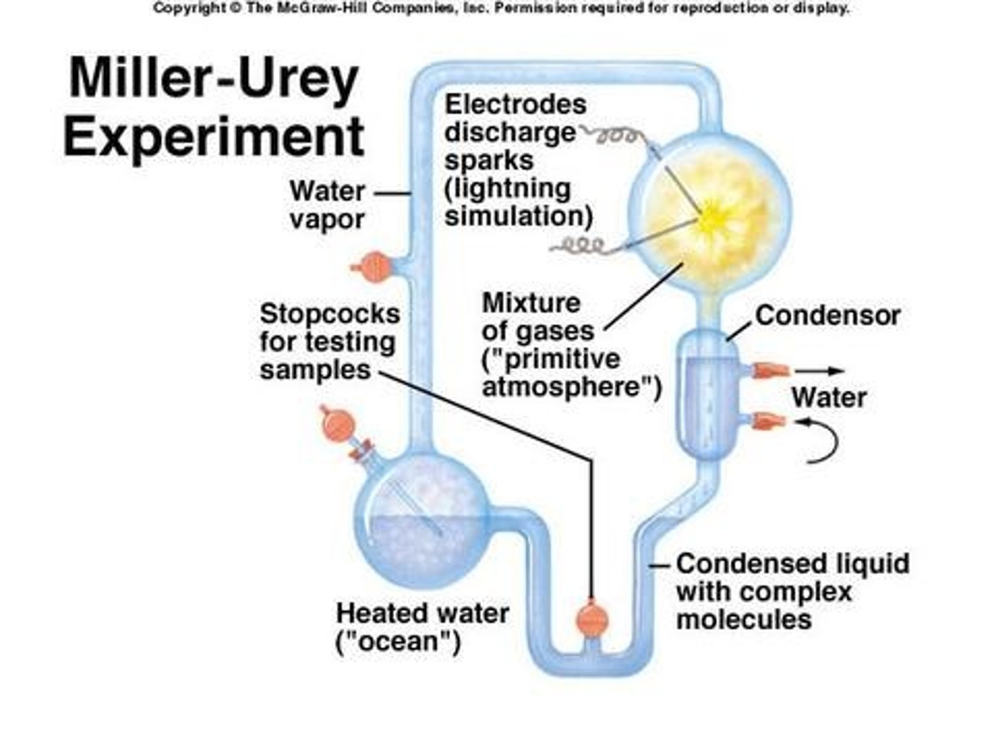 <p>· Tried to recreate the "primordial soup" of early Earth to test whether/not simple organic compounds can naturally give rise to more complex molecules</p><p>- A rich collection of complex molecules produced by natural chem reactions that would eventually produce living cells</p><p>· Designed an apparatus that simulated the ancient water cycle</p><p>- One chamber had water (i.e., ancient ocean) that was gently boiled (i.e., evaporation)</p><p>- Another chamber contained reducible gases like water vapor, methane, hydrogen gas, & ammonia (i.e., ancient atmosphere)</p><p>- A condenser cooled the "atmosphere" & allowed water vapor to form drops that fell back into the "ocean" (i.e., rain)</p><p>- Added sparks to the "atmosphere" as energy (i.e., lightning)</p><p>· After one week, the "ocean" became brownish black/sludgy</p><p>- Many complex molecules (i.e., formaldehyde, hydrogen cyanides) were produced from the simple organic compounds that were first added</p><p>o H₂O + CH₄ + NH₃ + H₂ → CH₂O + HCN + other compounds</p><p>- Those complex molecules then started making amino acids, sugars, & other organic compounds</p>