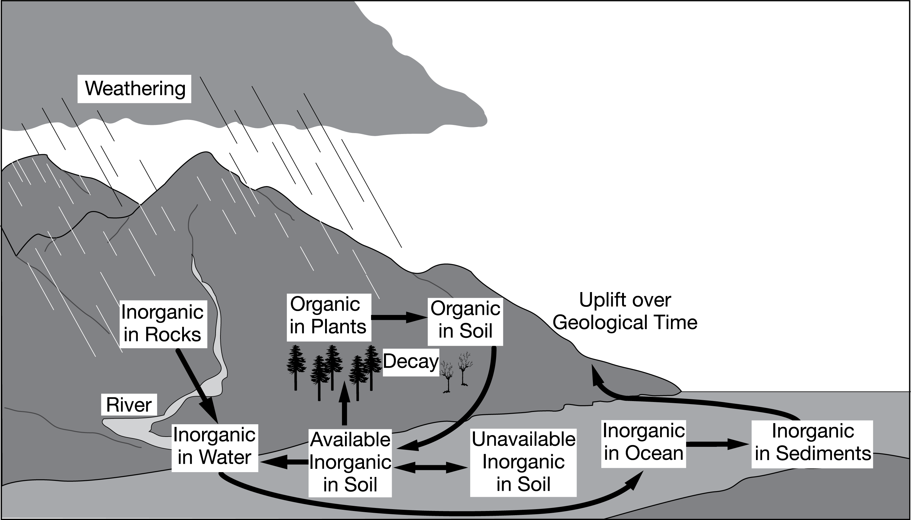 <p>The diagram above best illustrates major processes in which of the following biogeochemical cycles?</p><p><strong>A. </strong>The carbon cycle</p><p><strong>B. </strong>The nitrogen cycle</p><p><strong>C. </strong>The phosphorus cycle</p><p><strong>D. </strong>The water cycle</p>