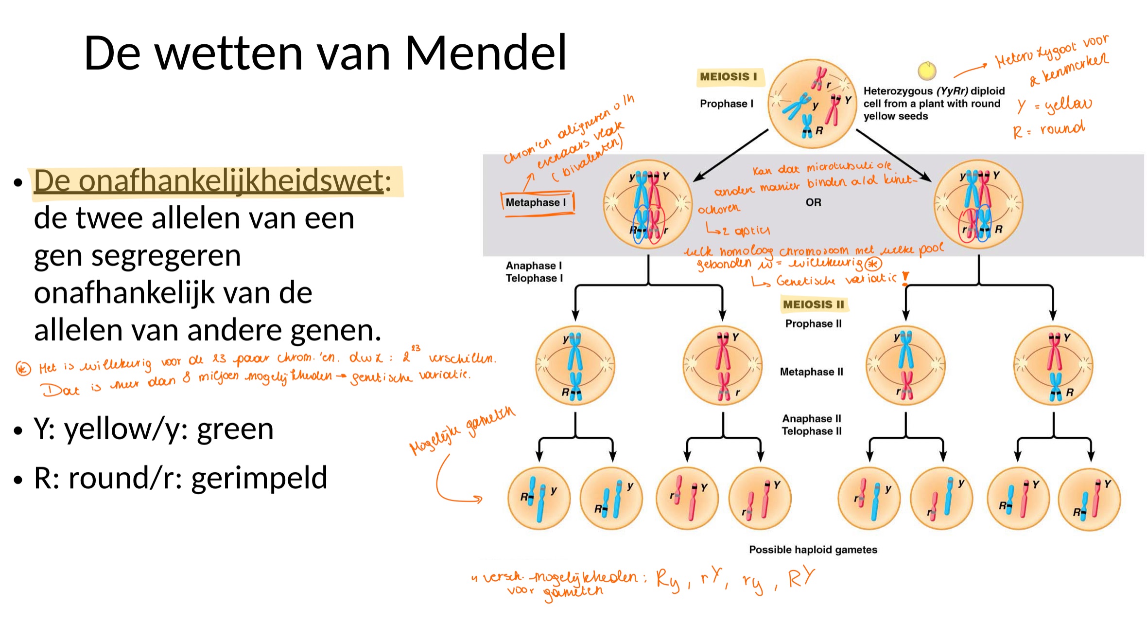 <p>de twee allelen van een gen segregeren onafhankelijk van de andere allelen van andere genen</p>