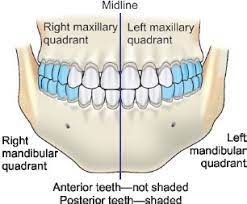 <p>Posterior </p>