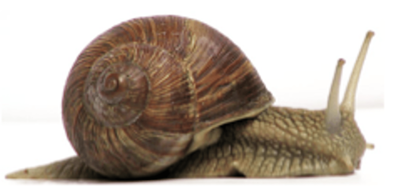 <p>A muscular part of the three-part body plan of mollusks, used for locomotion (divided into tentacles in some)</p>