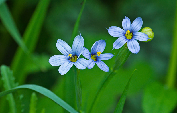 <p>Blue-Eyed Grass</p>