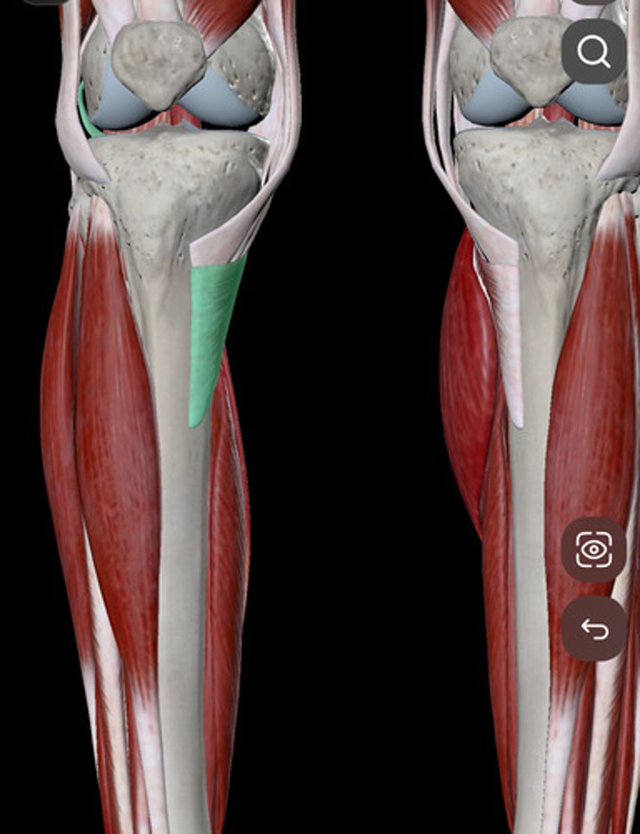 <p>Muscle that unlocks the knee</p><p>thigh and leg muscles</p>