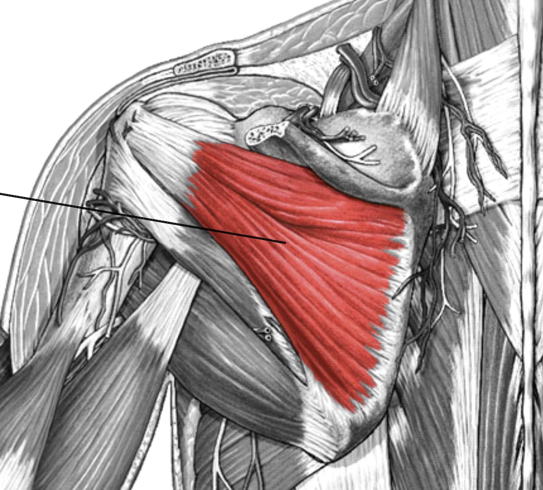 <p>Which muscle of the humerus/shoulder is:</p><ul><li><p>Inferior to scapula’s spine, located at infraspinous fossa</p></li><li><p>Action: lateral rot &amp; ext humerus</p></li><li><p>Nerve: suprascapular</p></li></ul><p></p>