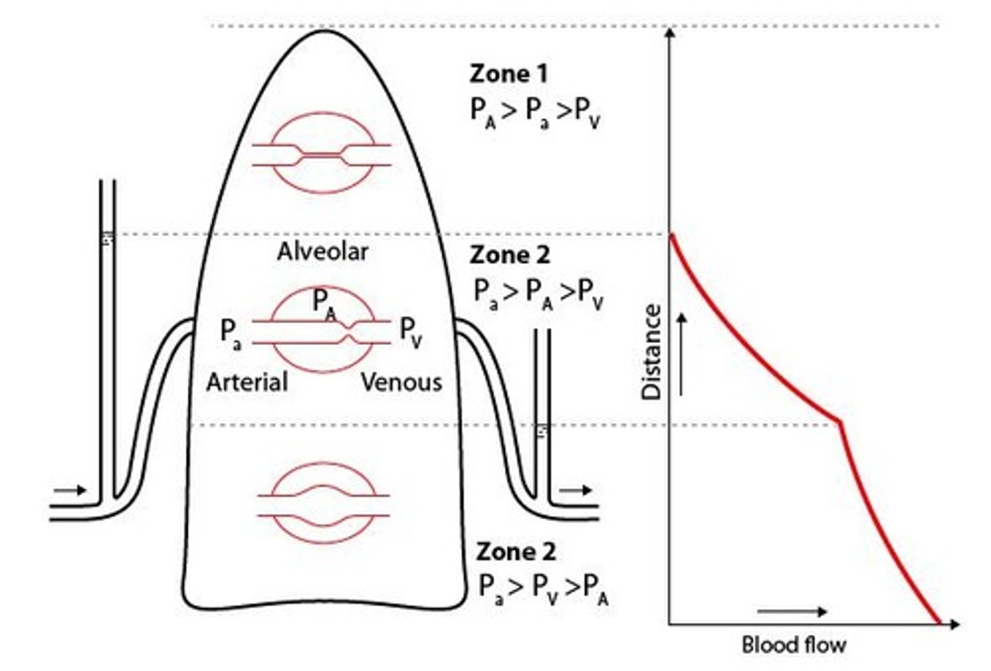 <p>Alveolar pressure exceeds arterial and venous pressure.</p>
