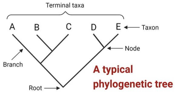 <p>a <strong>hypothesis about the evolutionary relationships between species;</strong></p><p>helps us visualize how different<strong> species are connected through common ancestors;</strong></p><p>the<strong> closer 2 species are on the tree, the more recent their common ancestor</strong></p>