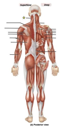 <p>identify the muscle</p>
