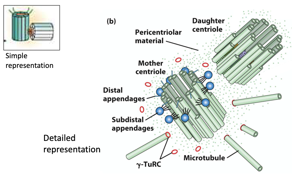 <ul><li><p>Each centrosome has <strong>2 centrioles </strong>(mother and daughter perpendicular)</p></li><li><p>Around the centrioles is a <strong>cloudy area</strong> called the <strong>PCM (pericentriolar material)</strong> — this is where microtubules (MTs) grow from.</p></li><li><p>The PCM contains <strong>γ-TuRC (gamma-tubulin ring complex)</strong>.<br>→ This acts like a <strong>"baseplate"</strong> that helps start microtubule growth.</p></li><li><p>Microtubules <strong>start growing from their minus (–) ends</strong> in the PCM, and <strong>extend outward from their plus (+) ends</strong>, forming the spindle.</p></li></ul><p></p>