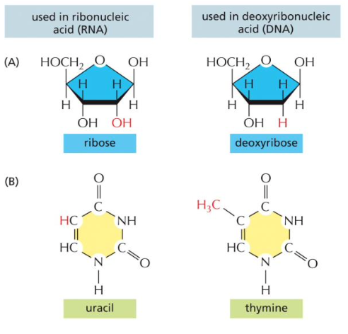 <p>How does RNA differ from DNA?</p>