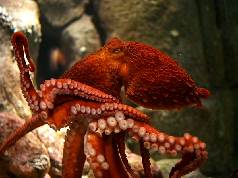 <p>Giant Pacific Octopus</p>