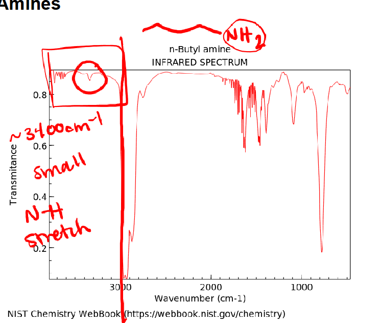 <p>Amines</p>