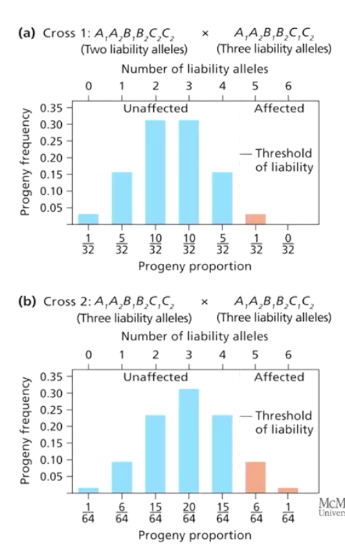 <p>Some alleles (liability alleles) push phenotypes closer to the threshold, increasing the likelihood of expressing the trait.</p><ul><li><p>Consider 3 loci: A, B, C; 2 alleles each </p><ul><li><p>Allele 1: liability, additive</p></li><li><p>Allele 2: no liability</p></li></ul></li></ul><p></p>