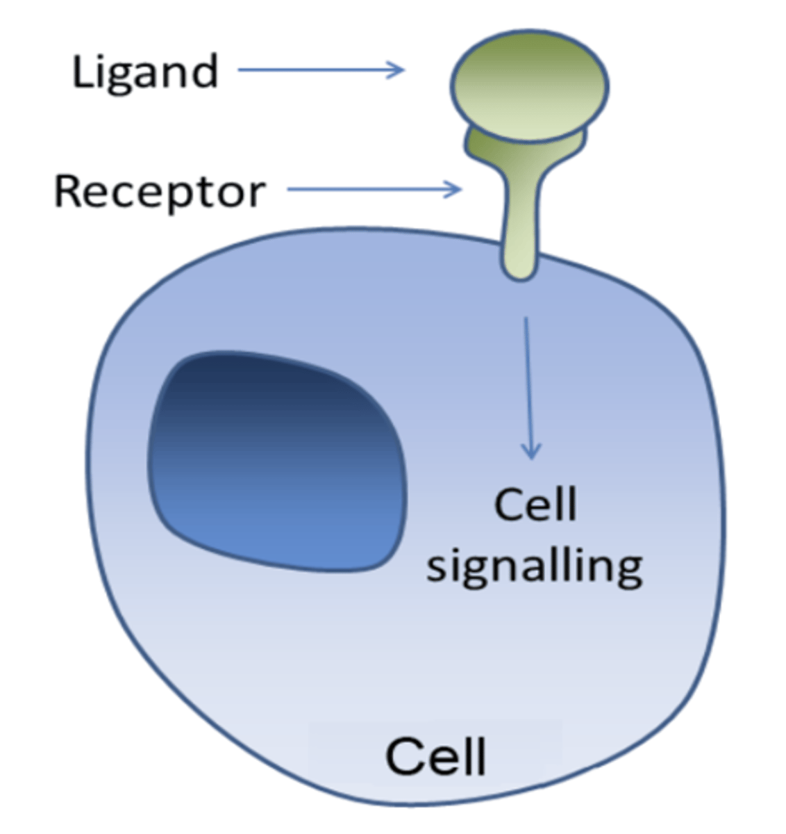 <p>(1) sensing the ligand/chemical </p><p>(2) transmitting the message/signal</p>