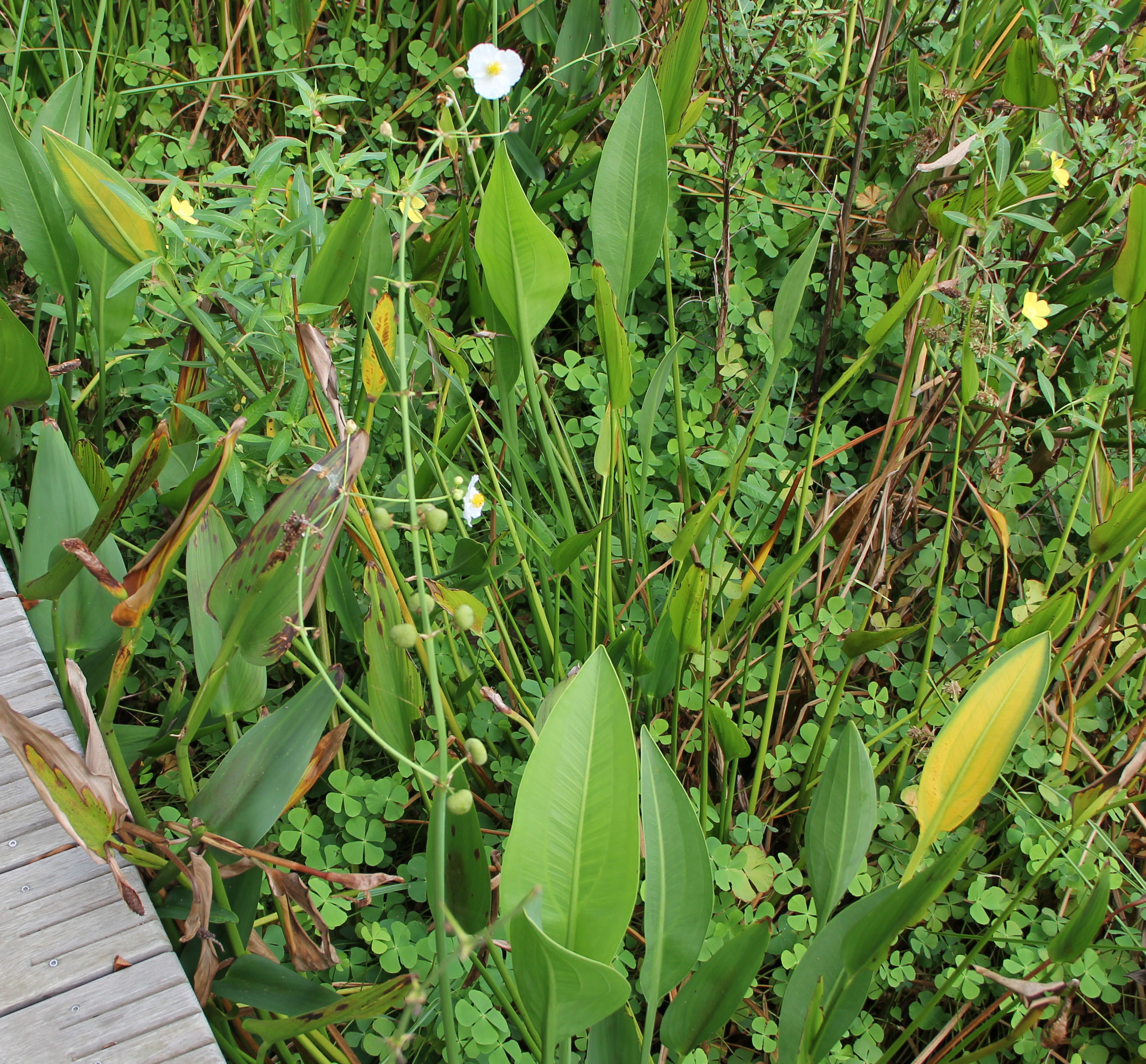 Family: Alismataceae

SN: Sagittaria lancifolia 