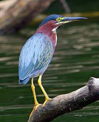 <p>carnivores, patient, nest in trees, good climbers</p>