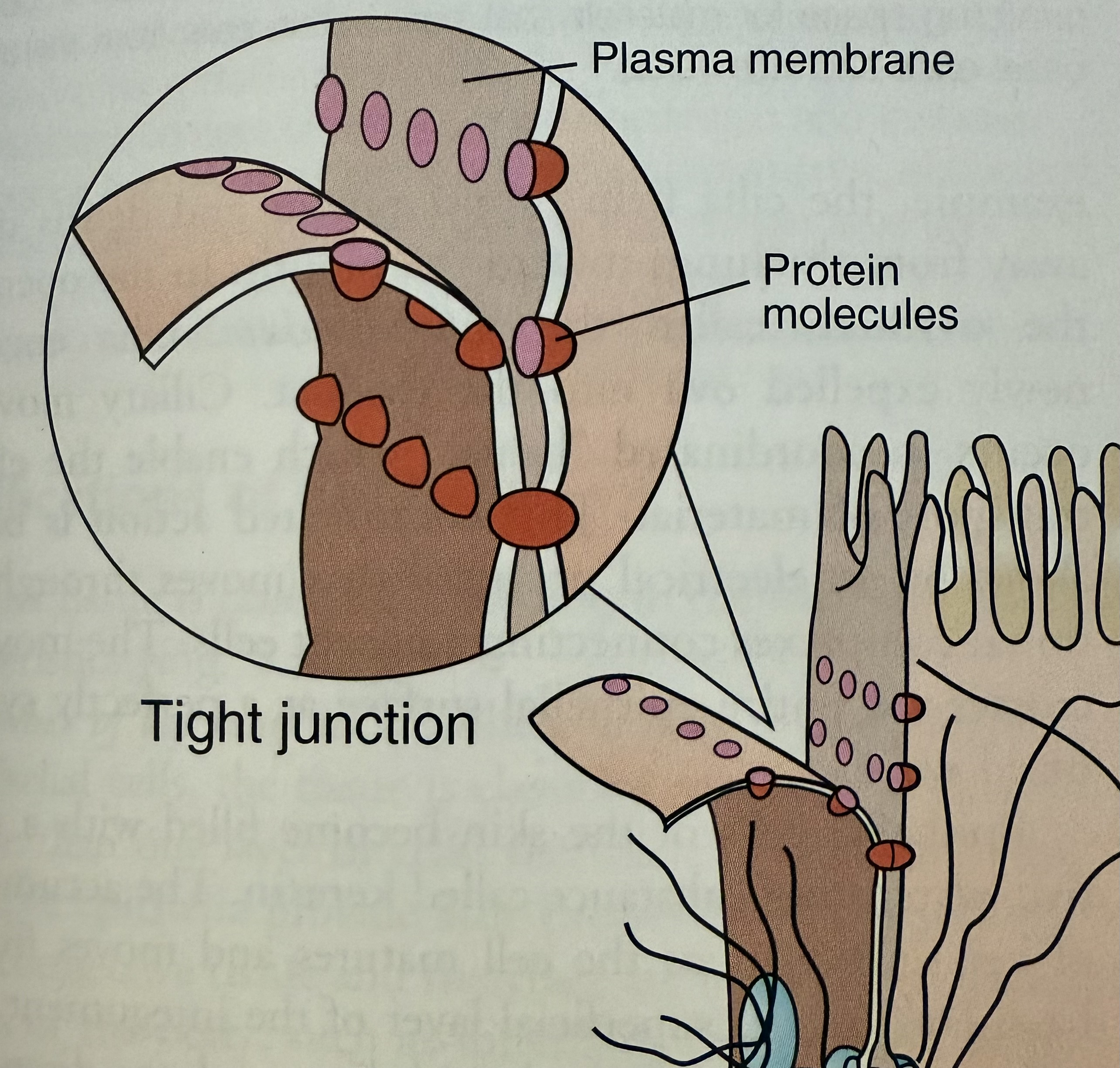 <p>Tight Junctions </p>