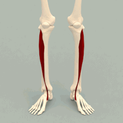 <p>A muscle that dorsiflexes and inverts the foot, located at the front of the lower leg.</p>