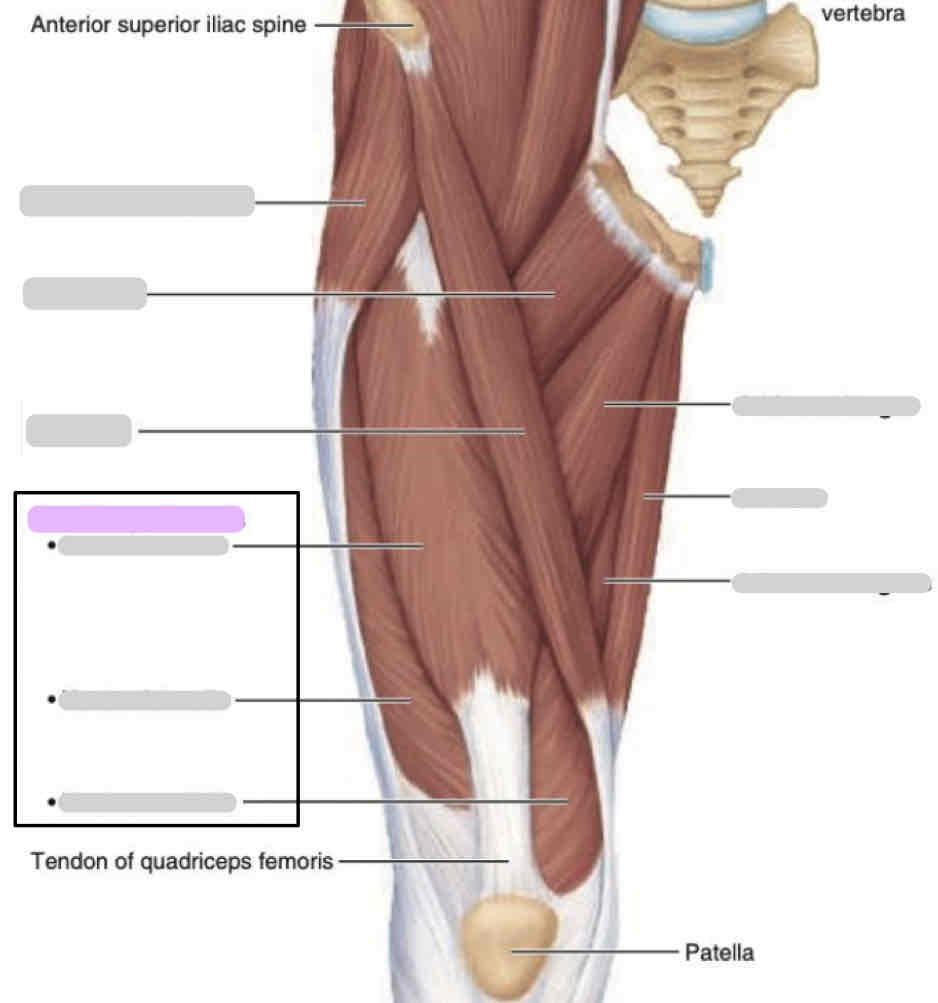 <p>Anterior thigh (superficial)</p>