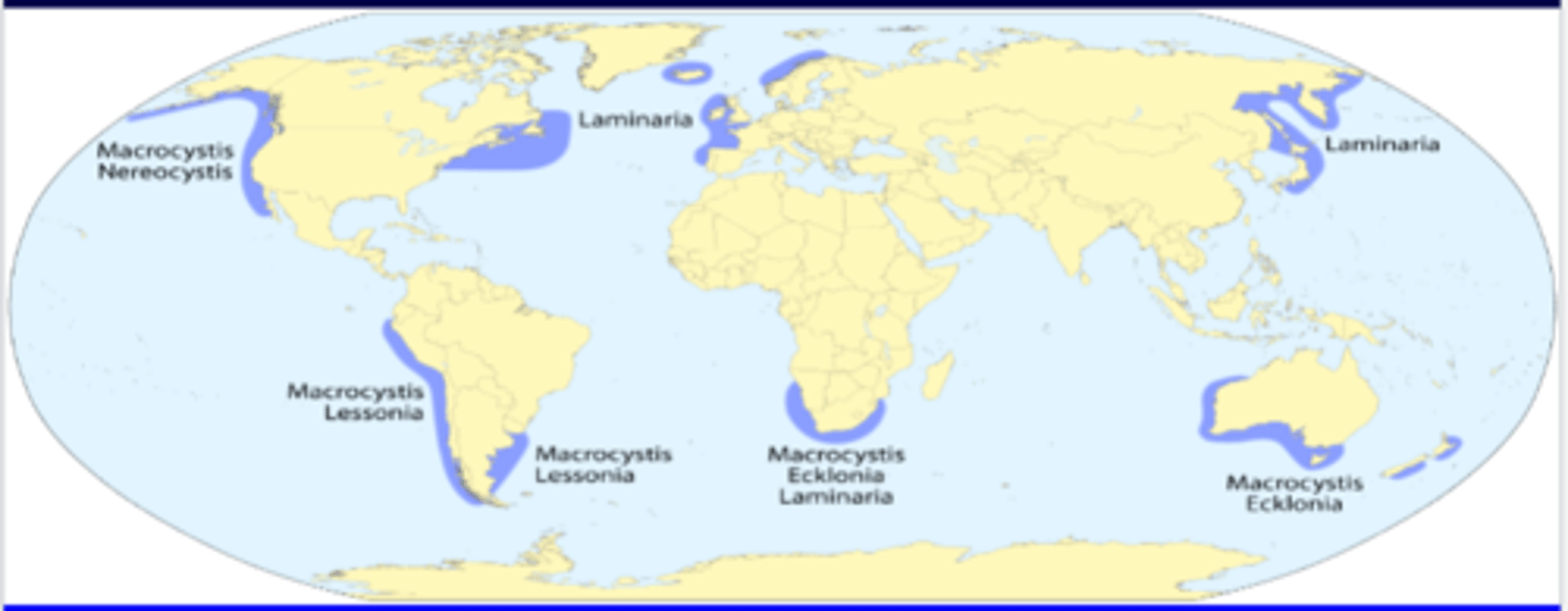 <p>- brown seaweeds in Laminariales</p><p>- nutrient rich, shallow water, exposed to open sea</p><p>- high growth rates (cm/day)</p><p>- 10-20 m high</p>