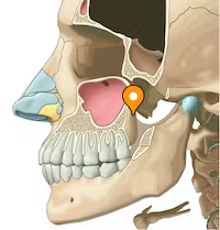 <p>posterior end of alveolar process</p>