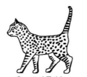<p>Spotted tabby</p><ul><li><p>spots can be different sizes </p></li><li><p>cover back, neck and sides</p></li></ul><p></p>