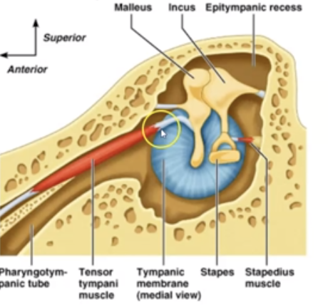 <p>What are the 3 parts of the middle ear and their fuctions?</p>