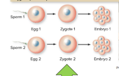 <p><span style="background-color: transparent;"><span>Fraternal twins</span></span></p>