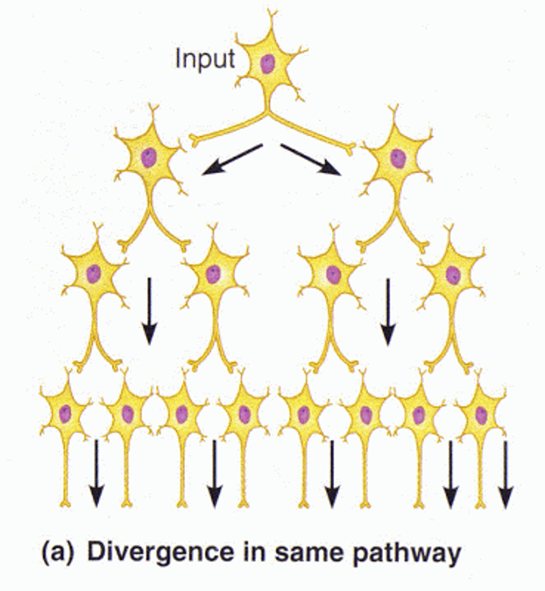 <p>one presynaptic neuron producing output in multiple postsynaptic neurons</p>