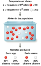 <p>Allele frequency</p>