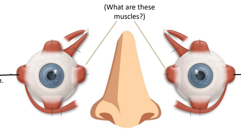 <p>what are the lines pointing at</p>