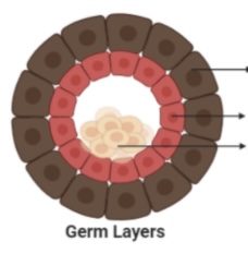 <p>Innermost layer</p>