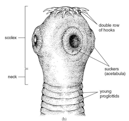<p>• All 5000+ are parasitic, mostly in guts of their host which has led to the loss of their digestive track <br>• Anterior hooked attachment organ (scolex) - HEAD WITH HOOKS AND SUCKERS<br>• Body is divided into segments (proglottids) arising from anterior end behind the scolex — reproduction<br>• Two subclasses<br>– Cestodaria: poorly understood, lack a scolex <br>– Eucestoda: True tapeworms, 12 orders, mostly separated by scolex morphology or host</p>