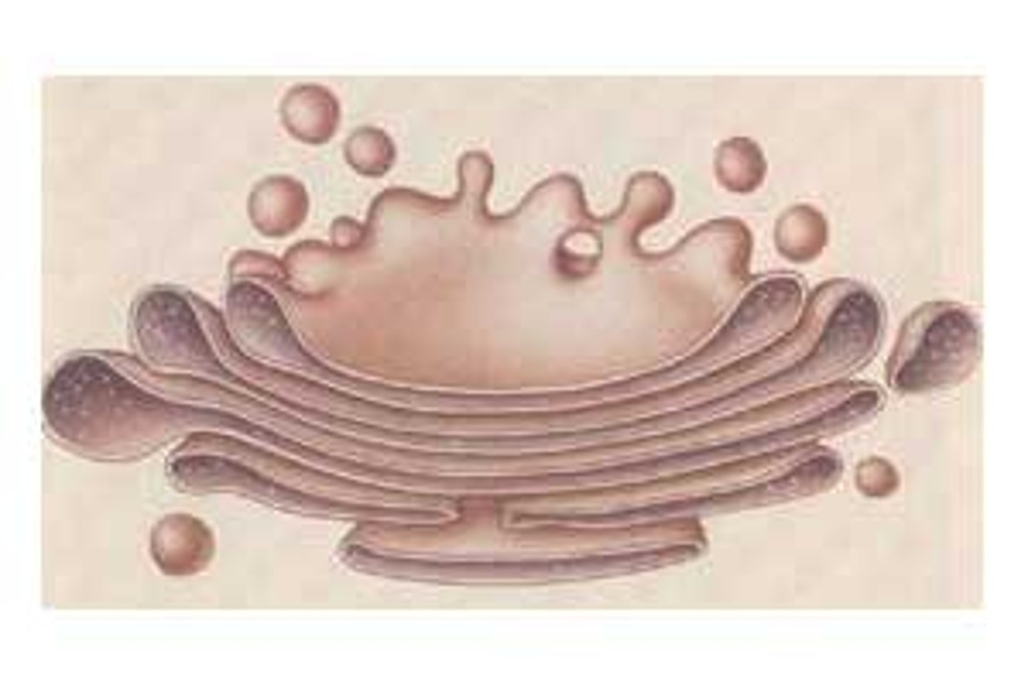 <p>A group of fluid-filled flattered sacs with vesicles often found at the edges<br><br>Process and packages lipids and proteins and then vesicles transport them out of the cell</p>