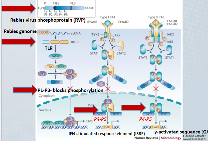 RVP antagonizes IFN responses